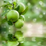 Náplň do osvěžovače POD, SOLO, DUAL - Zelené jablko